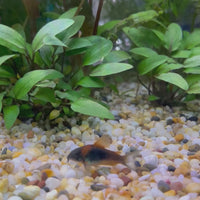 Corydoras Orange Venezuelan Catfish 1.5-3cm