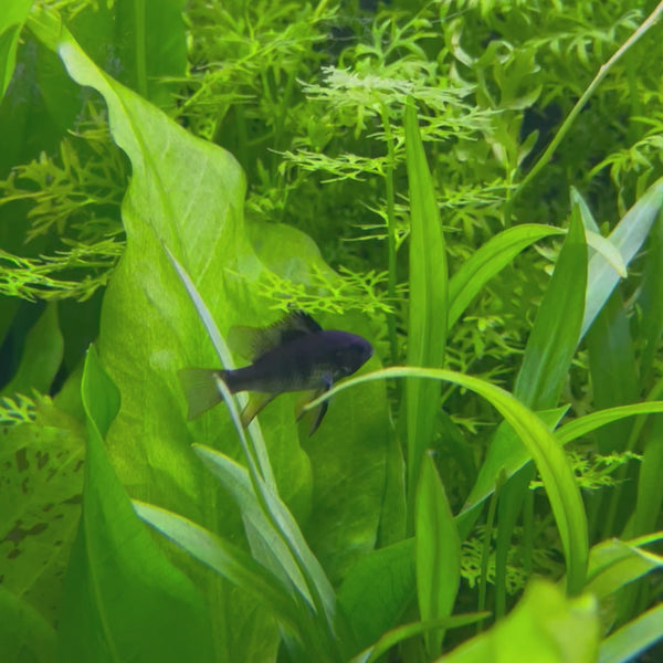 Ram - Black - Dwarf American Cichlid 2-4cm