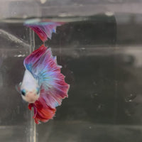 Male Betta - One Only - 4