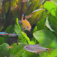 Silvertip Tetra 3cm
