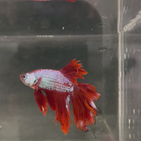 Male Betta - One Only - 15