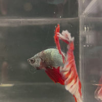 Male Betta - One Only - 21
