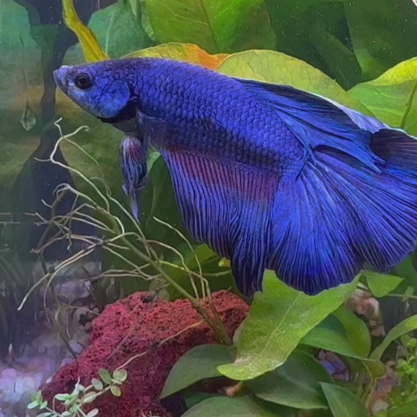 Halfmoon Betta - Male Assorted 6cm