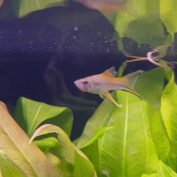 Hi Fin Swordtail - Green 4-5cm