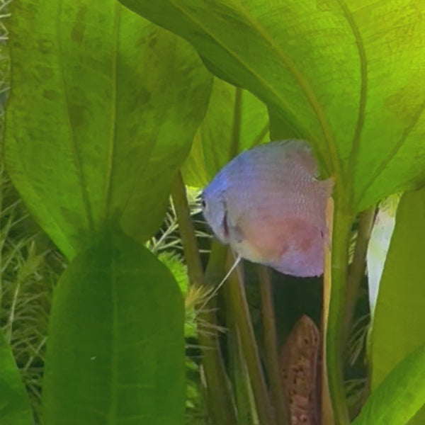 Dwarf Cobalt Blue Gourami 5cm