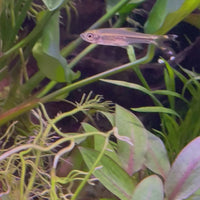 Scissortail Rasbora 2.5-4cm