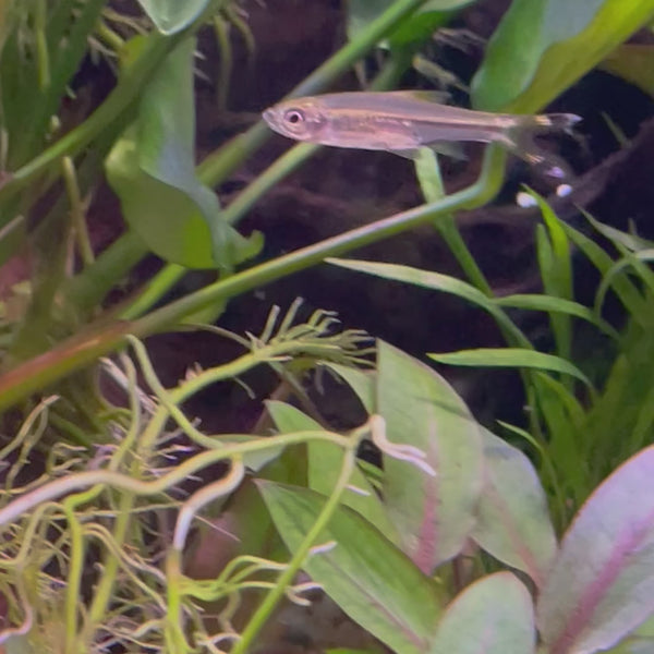 Scissortail Rasbora