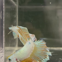 Male Betta - One Only - 14