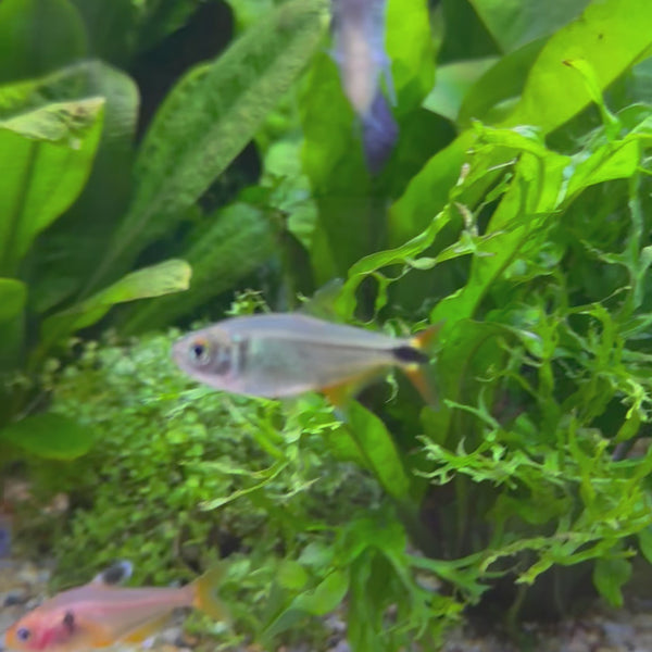 Buenos Aires Tetra (3-4cm)