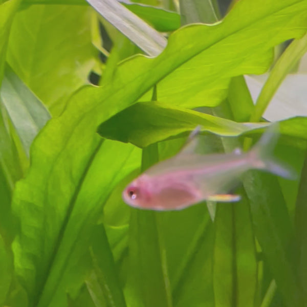 Lemon Tetra (3cm)