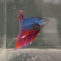 Male Betta - One Only - 7