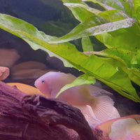 White Convict American Cichlid