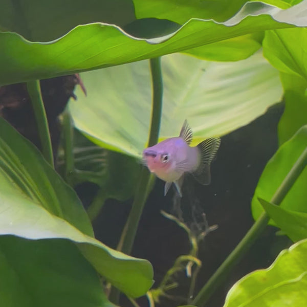 Platy - Blue Wagtail 3-4cm