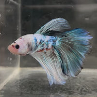 Male Betta - One Only - 21