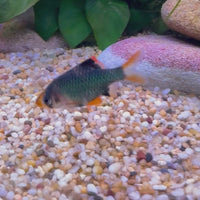 Moss Green Tiger Barb 2-3cm