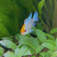 Ram - Platinum - Dwarf American Cichlid 2-4cm