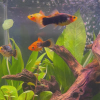 Platy - Red Gold Speckled 3-4cm