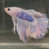 Male Betta - One Only - 16