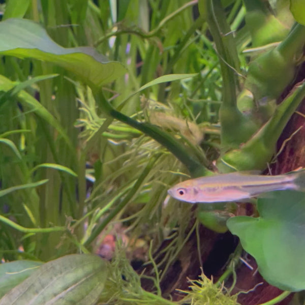 Scissortail Rasbora