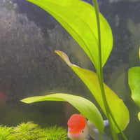 Oranda Goldfish - Red Cap