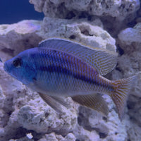 Red Empress African Cichlid
