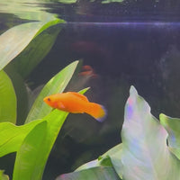 Molly - Neon Orange