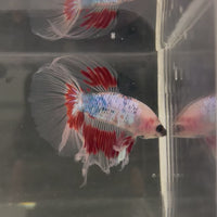 Male Betta - One Only - 14