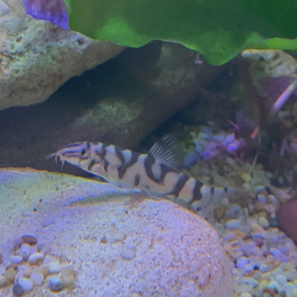 Pakistani Loach 4-6cm