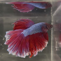Male Betta - One Only - 14