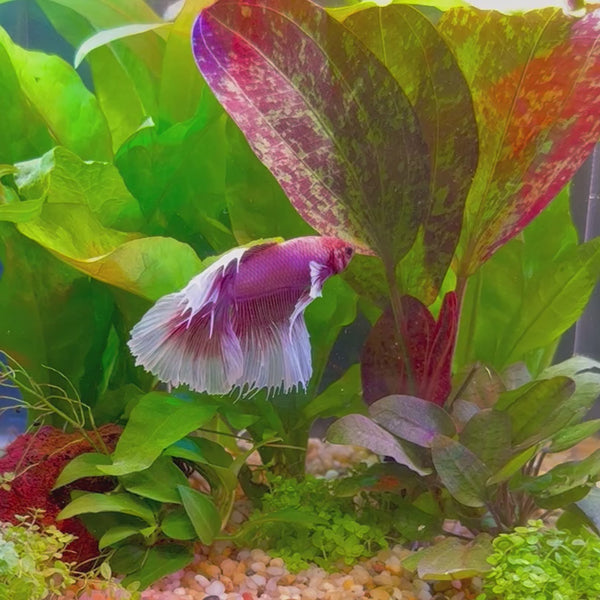 Dumbo Halfmoon Betta - Male Assorted Colour 6cm