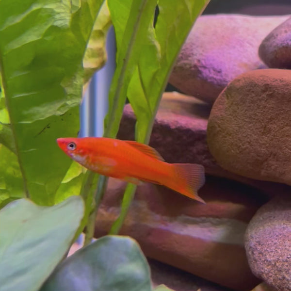 Swordtail - Red 4-5cm