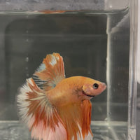 Male Betta - One Only - 11