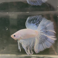 Male Betta - One Only - 22