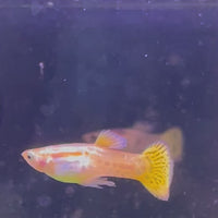 Yellow Cobra Guppy - Male 3-4cm