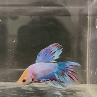 Male Betta - One Only - 12