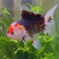 Oranda - Tri Colour One Only-2