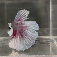 Male Betta - One Only - 2