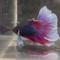 Male Betta - One Only - 20
