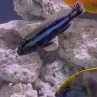 Auratus African Cichlid