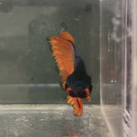 Male Betta - One Only - 18