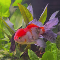 Oranda Goldfish - Assorted Colours