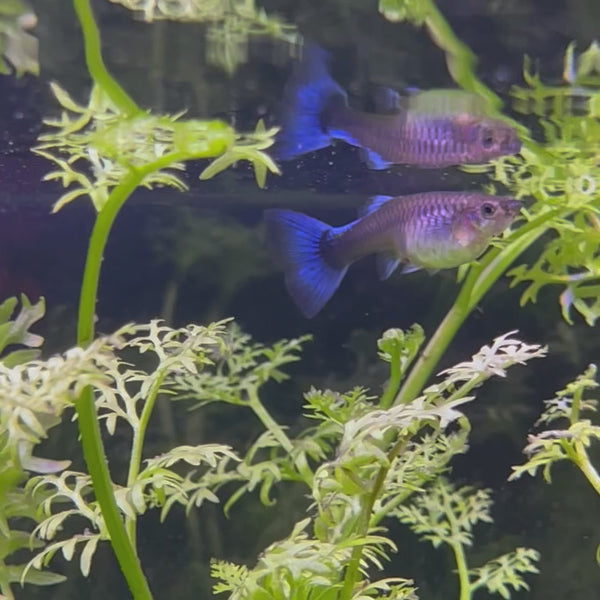 Blue Neon Guppy - Female 3-4cm