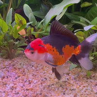 Oranda - Tri Colour