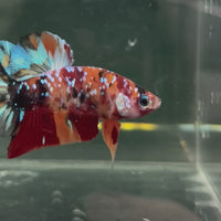 Fancy Plakat Betta Male - One Only - 19