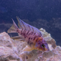 OB Marbled Peacock Cichlid - African Cichlid