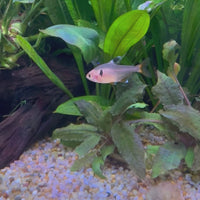 Serpae Tetra (2-3cm)