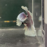 Male Betta - One Only - 4