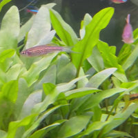 Leopard Danio