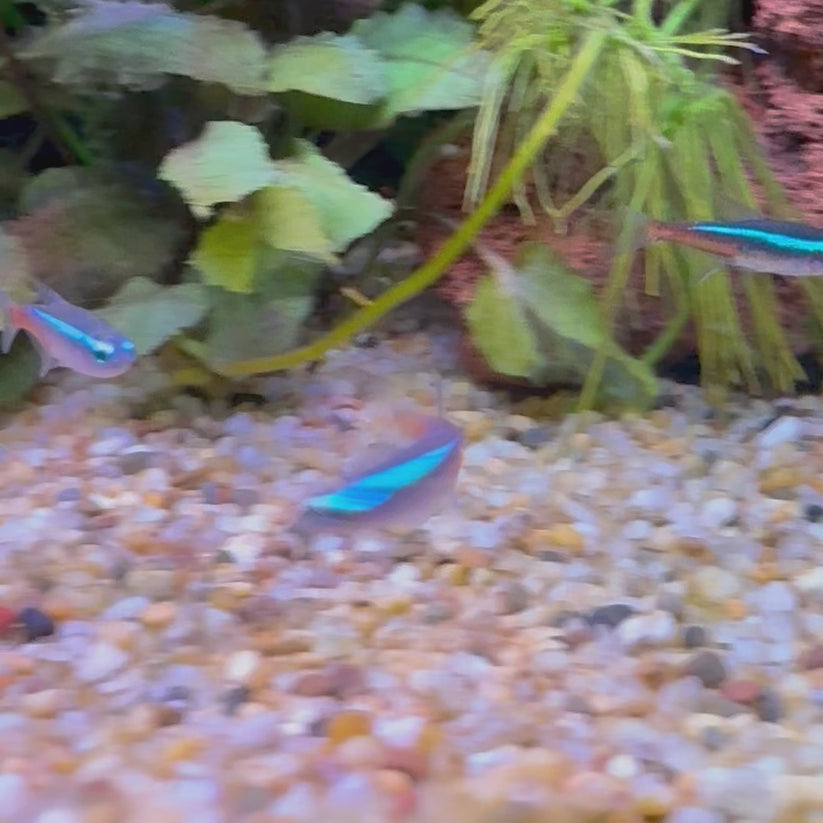 Neon Tetra - The Fish Farm