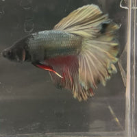 Male Betta - One Only - 13